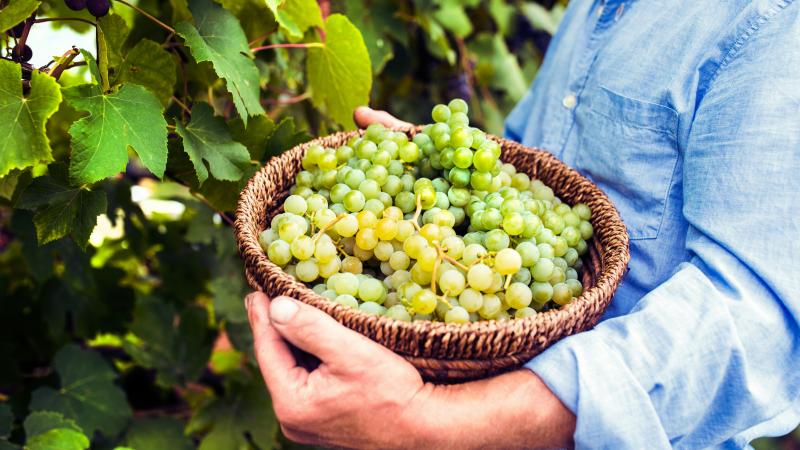 La montée jusqu’aux vignes, d’une durée d’environ 20 minutes, s’effectue à pied.