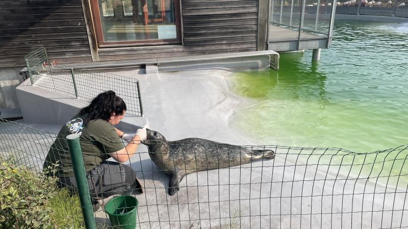 Découvrez comment fêter un Noël écoresponsable à Bio-Topia.