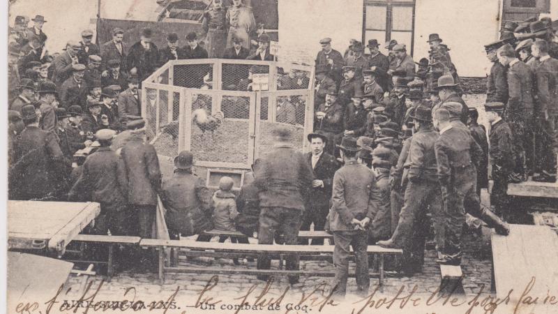 Un combat de coqs à Aire-sur-la-Lys.