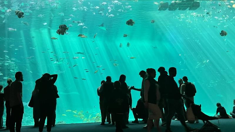 Nausicaa lance une offre spéciale pour les enfants du signe astrologique Poissons