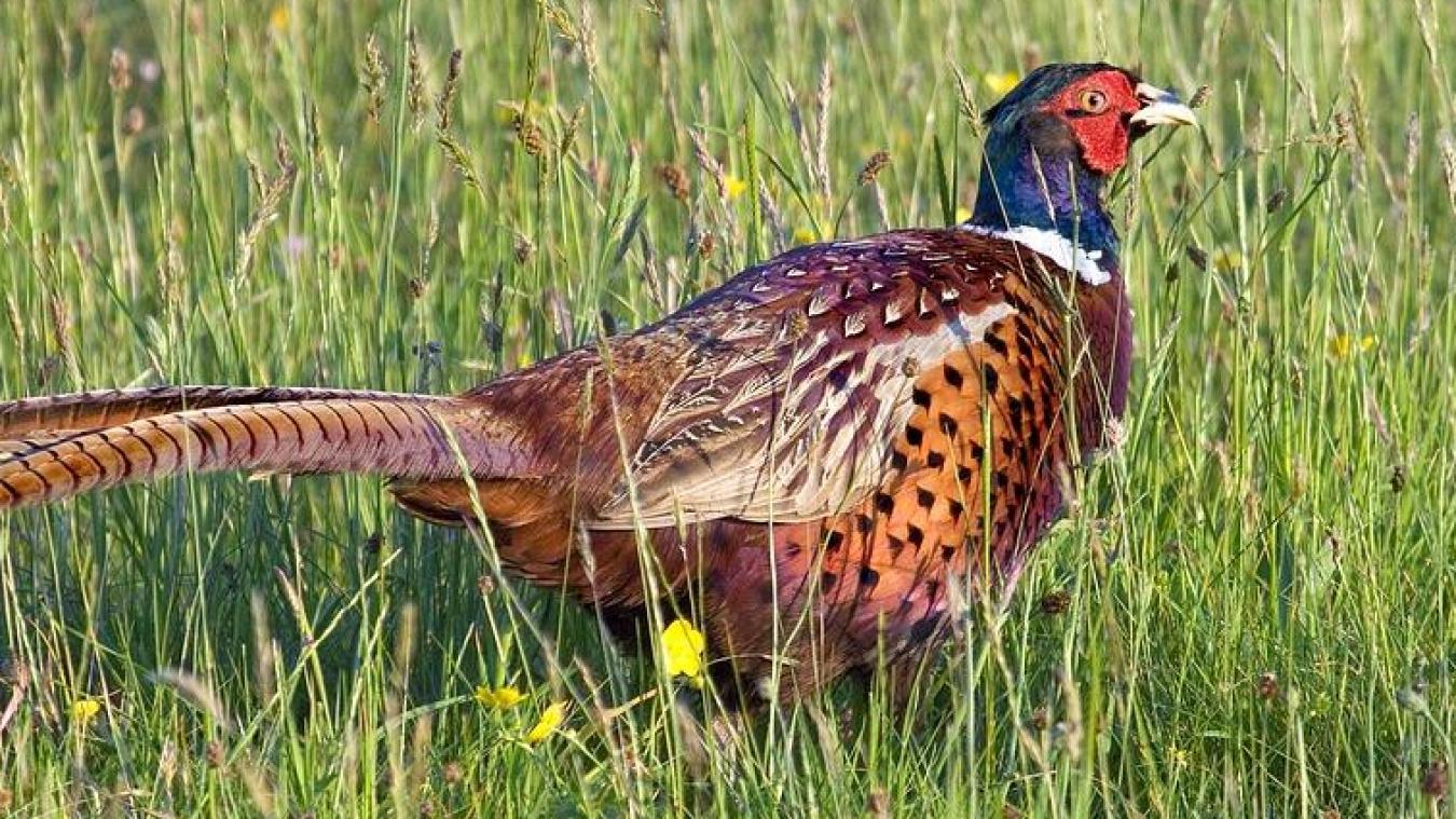Une Famille De Braconniers Abattait Les Faisans De Nuit