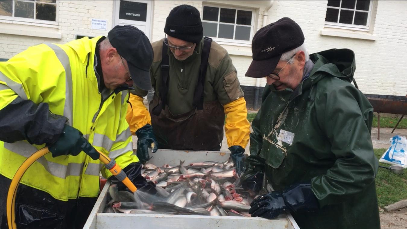 ÉtaplessurMer la 26e édition du Hareng Roi dans les startingblocks