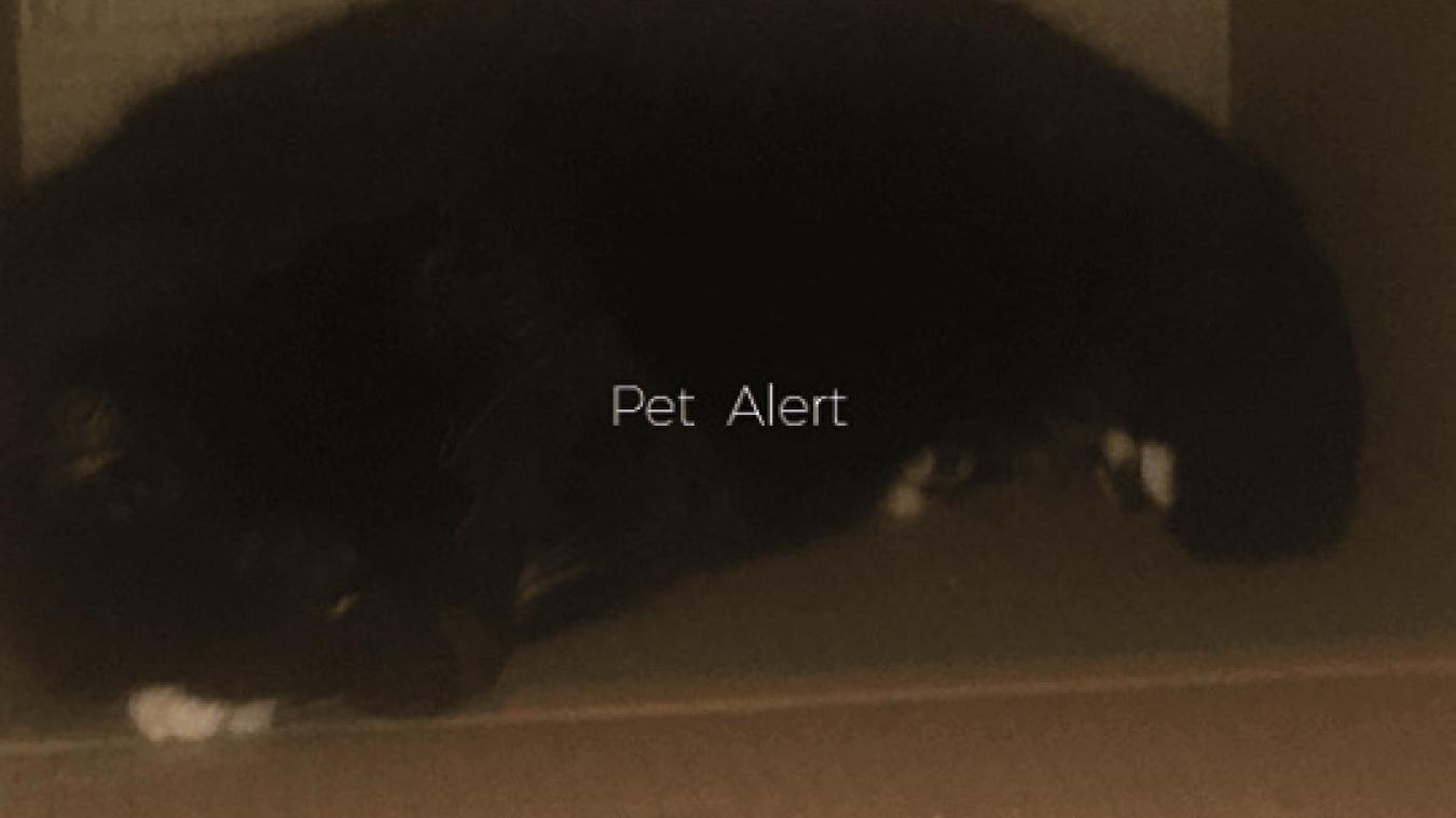 Pet Alert Deux Chats Perdus Au Touquet Et A Camiers