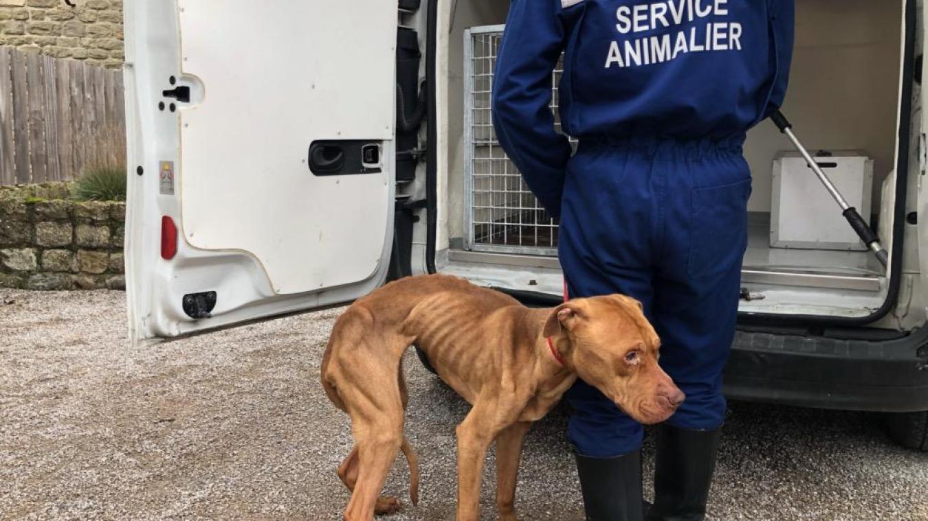 Mougli Est Parti En Soin Dans Une Clinique Veterinaire Specialisee