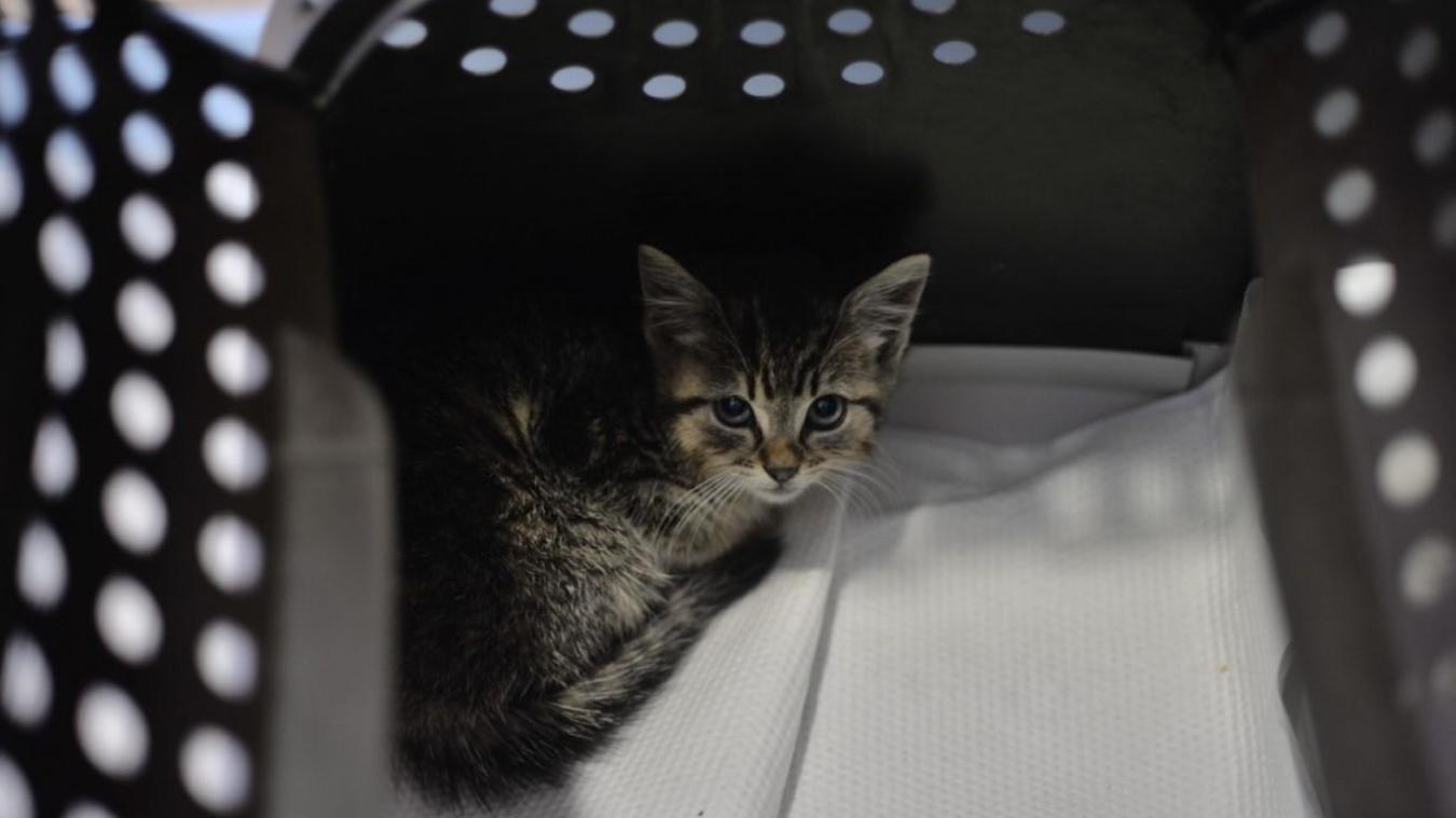 Boulogne Sur Mer Un Chaton Jete D Une Voiture En Pleine Ville Boulogne Sur Mer Un Chaton Jete D Une Voiture En Pleine Ville