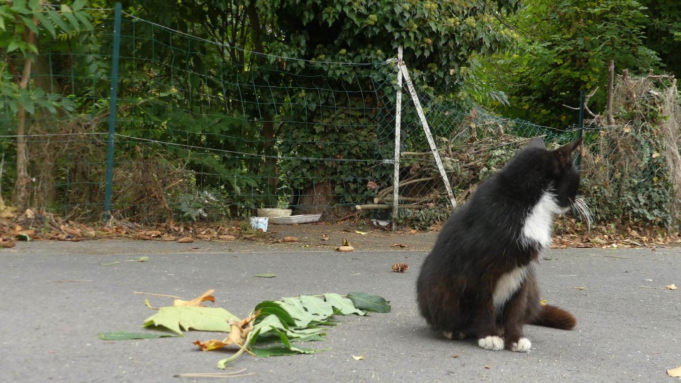 Lillers Pourquoi Des Chats Ont Ete Empoisonnes