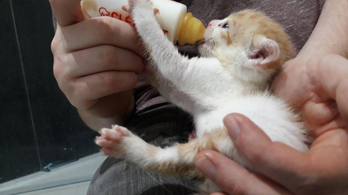 Hazebrouck Les Chats Ont Besoin De Vous