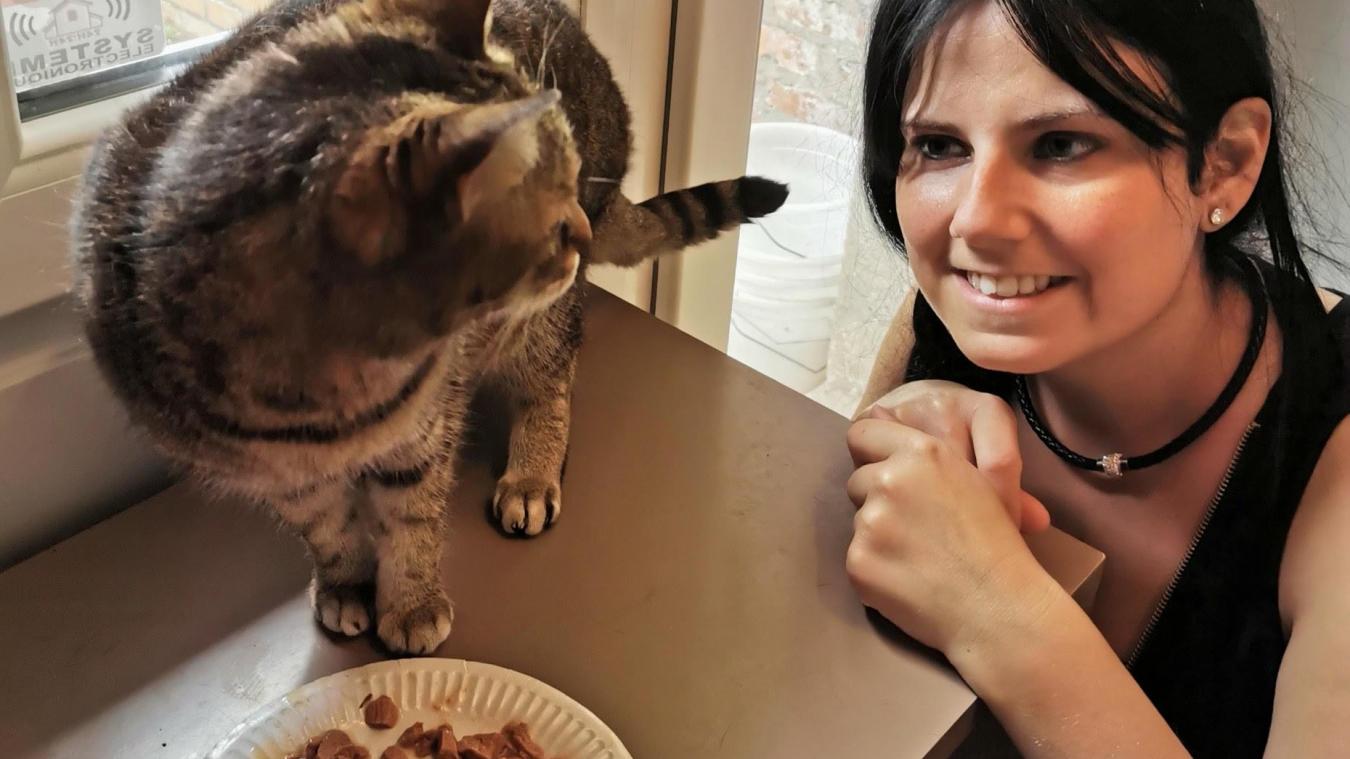 A Dunkerque L Ecole Du Chat Est En Detresse En Cette Periode A Dunkerque L Ecole Du Chat Est En Detresse En Cette Periode