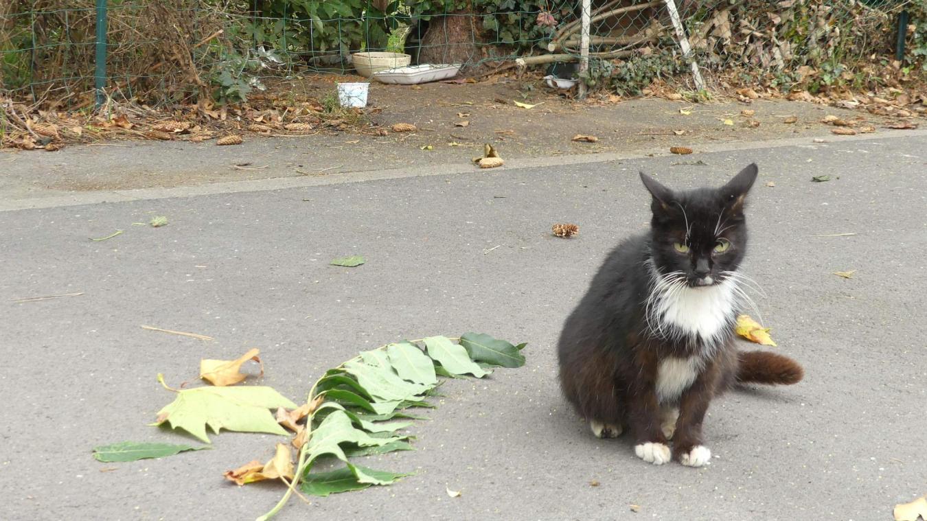Hazebrouck Engage Une Lutte Contre Les Chats Errants
