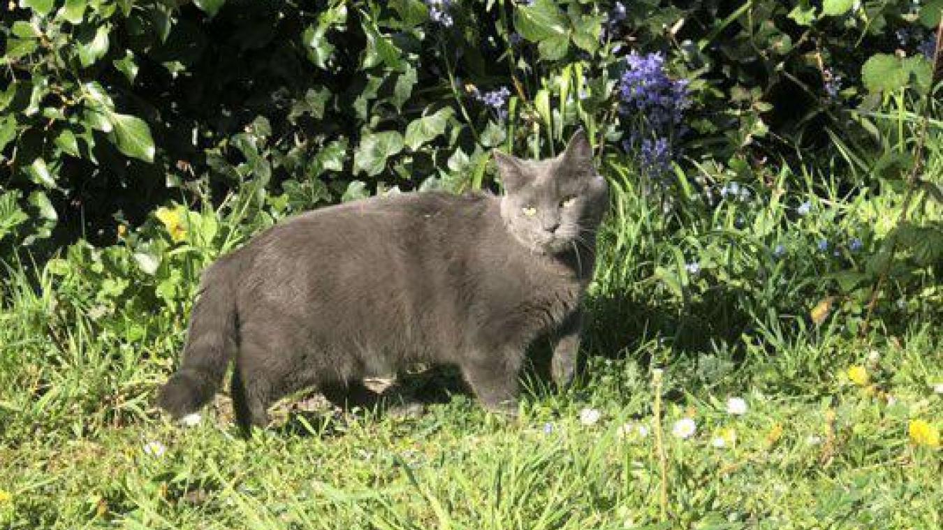 Sallaumines Un Chat Porte Disparu Depuis Plus D Une Semaine