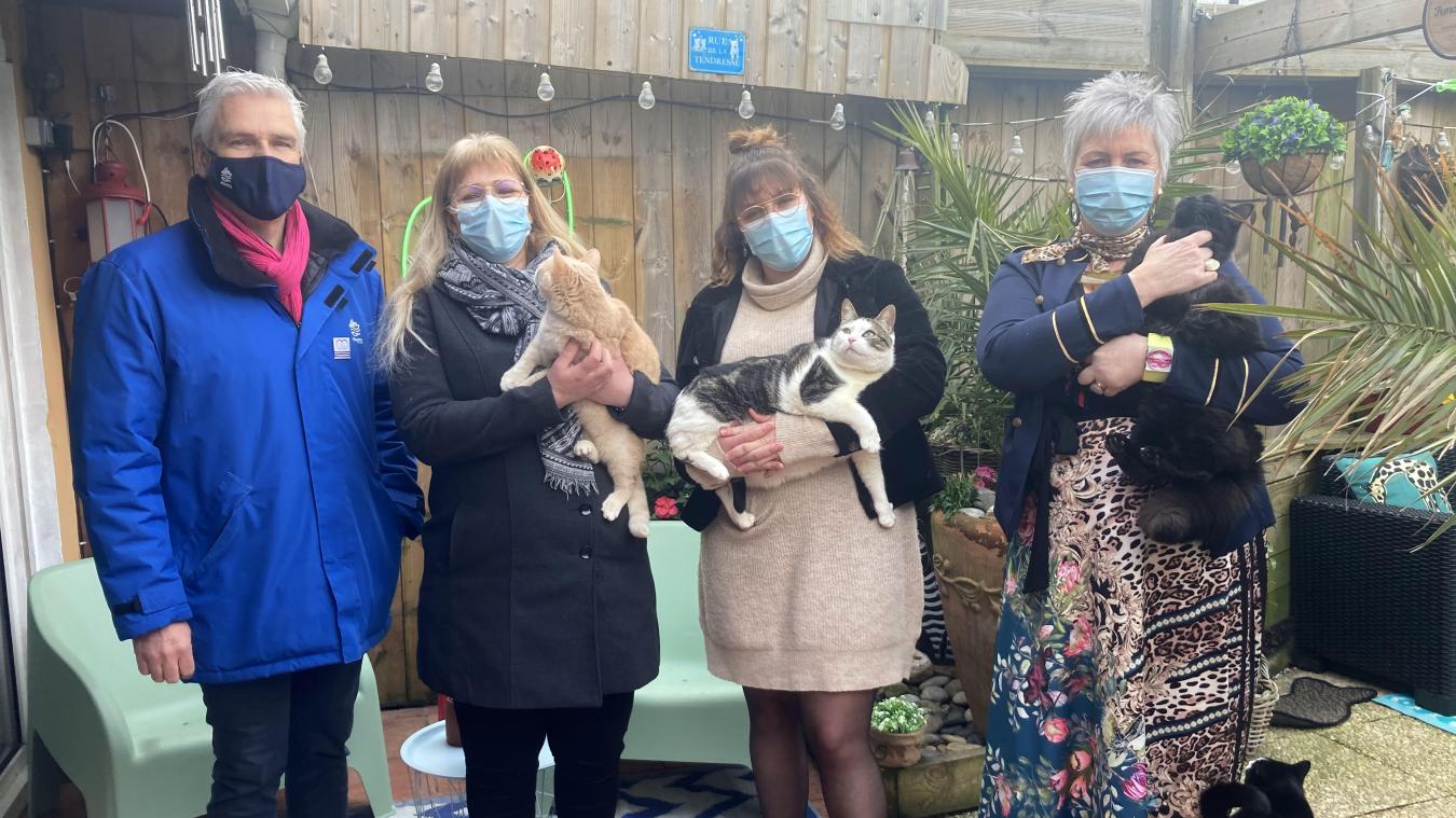 Sos Chats Errants D Etaples Sur Mer Une Nouvelle Association Pour Sensibiliser A La Cause Animale