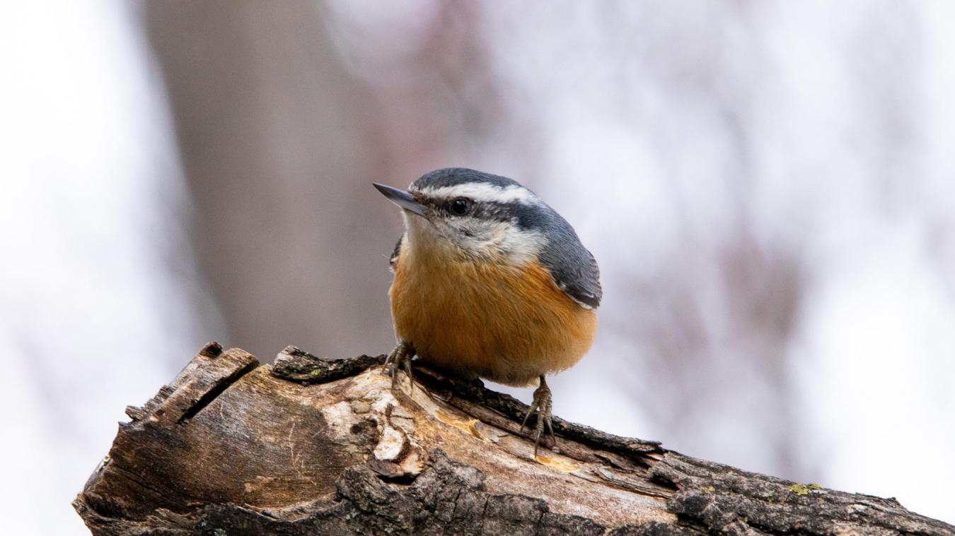 Une sittelle à poitrine rousse. Photo de François Simard sur Pixabay.