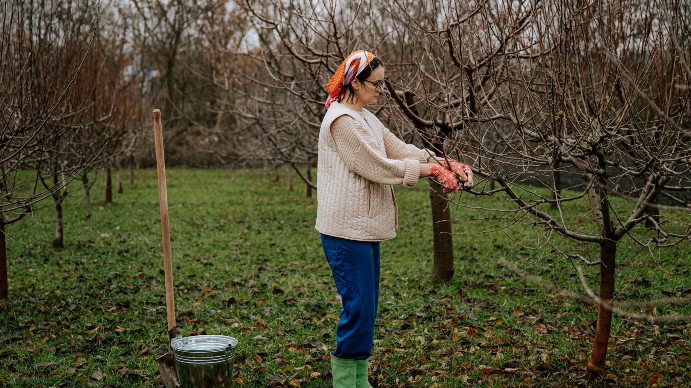 La taille des arbres est une étape à considérer puisqu’elle influencera la qualité et la quantité des futures récoltes.
