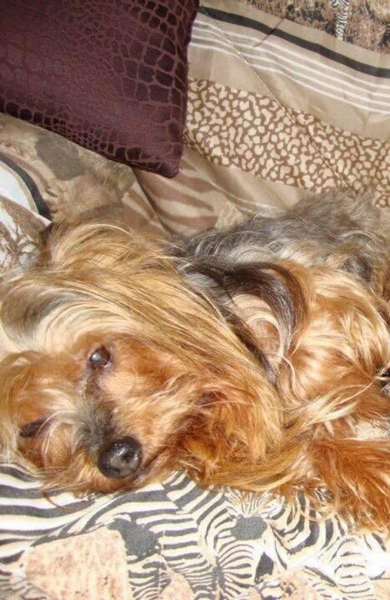 Un chien sourd et aveugle honteusement agressé