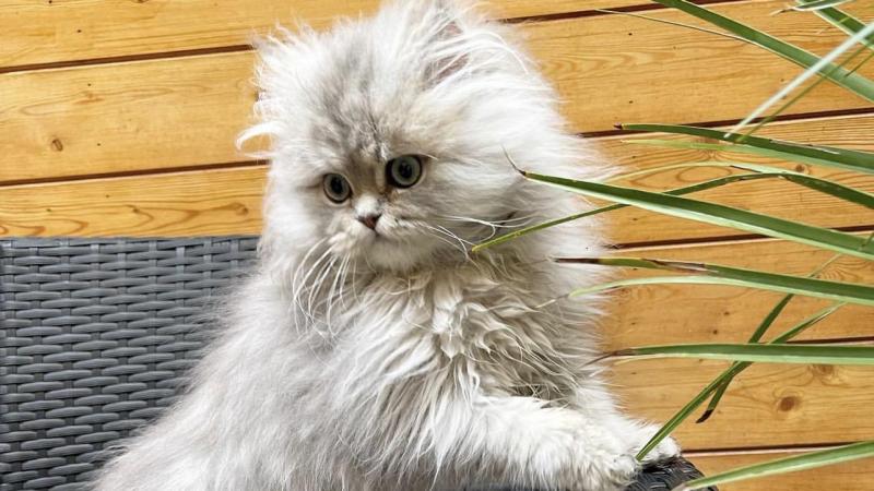 Dunkerque Mushu Le Persan Chinchilla Devenu Star