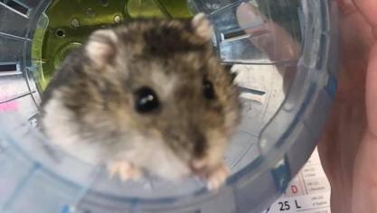 Dunkerque : un hamster sauvé en pleine rue par un agent municipal