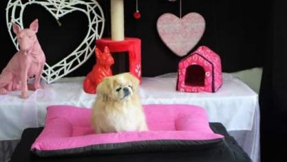 Bourbourg : ils organisent la quatrième Saint-Valentin des animaux