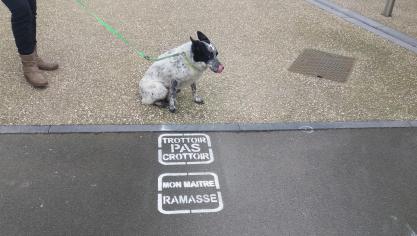 Ghyvelde : une nouvelle mesure contre les déjections canine