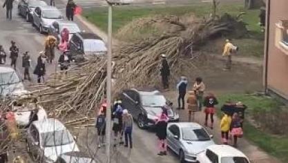Dunkerque : un arbre déraciné par le vent en plein carnaval (vidéo)