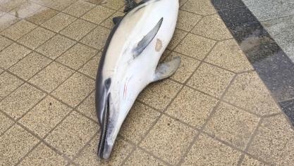 Un dauphin retrouvé mort sur la plage de Boulogne-sur-Mer