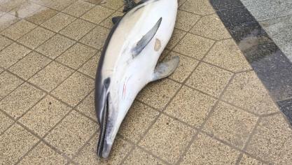 Un dauphin retrouvé mort sur la plage de Boulogne-sur-Mer