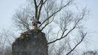 Blessy : Pas de confinement pour les cigognes