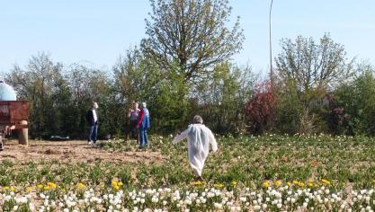 Arras : L'opération Tulipes contre le cancer a débuté route de Cambrai