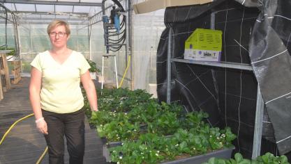 Hucqueliers : les horticulteurs ouvrent un drive