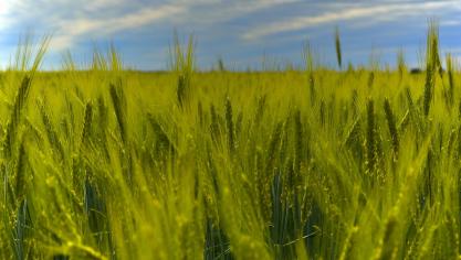 Allergie aux pollens : c&#39;est le retour des graminées dans les Hauts-de-France