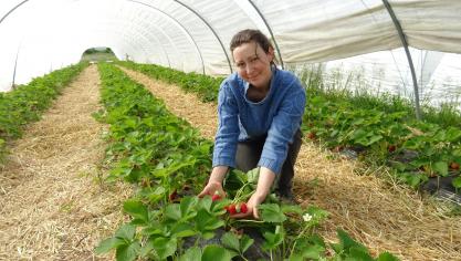 Fresnes-lès-Montauban : pour cueillir vos fraises, venez avec votre couteau !