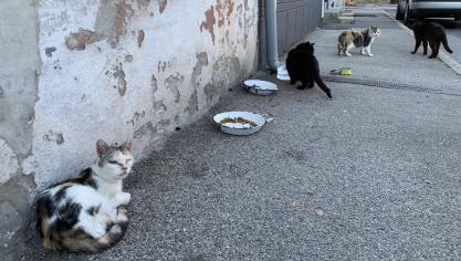 Gravelines : le quartier des chats malades et non stérilisés