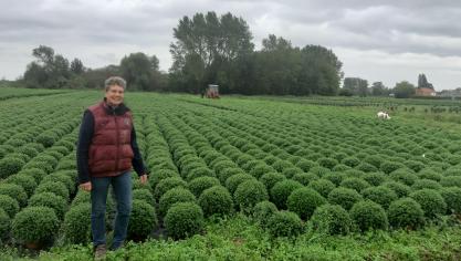 Audomarois : c'est parti pour les chrysanthèmes