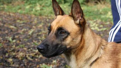 Blendecques : pour défendre son chien, il menace maire et policier