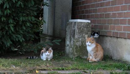 Barlin: les chats de la discorde