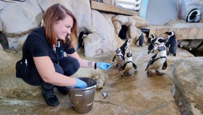 Nausicaá : quatre bébés manchots transférés à l'Océarium du Croisic