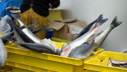 Gravelines : Ils sont jugés pour avoir pris près de 400 kg de poisson