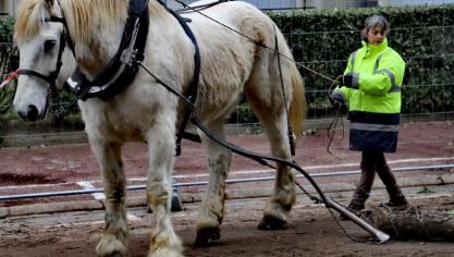 Au Touquet, débardage impressionnant avec deux cheveux de trait