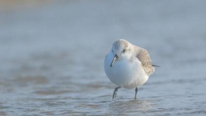 Le bécasseau sanderling, du Groenland au Touquet