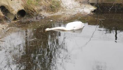Wormhout : les deux cygnes de la rue Marie-Curie sont morts