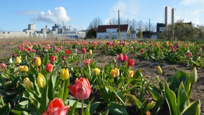 Des milliers de fleurs à cueillir à Lestrem