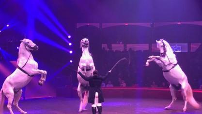 Les élus barlinois s’opposent au passage des cirques animaliers dans la ville.
