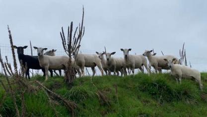 Il est bien difficile de s’approcher des moutons qui nous fuis en permanence.