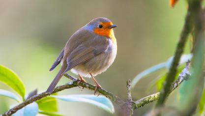 Vous pourrez en savoir plus sur les oiseaux avec la LPO et Opale Photo Nature