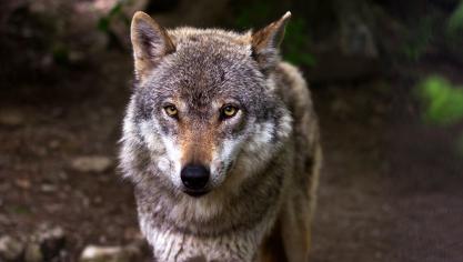 La préfecture indique: «L’observation à proximité de Watten est la deuxième; il y en a eu une autre dans l’Avesnois quelques semaines plus tôt. Avant mai 2023, aucun indice ne témoigne de la présence de l’espèce dans le département du Nord».