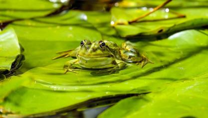 Des ateliers autour de la biodiversité que compose la mare sont à retrouver pendant les vacances scolaires à Bio-Topia.