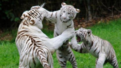 Les tigres blancs comptent parmi les stars de Cerza