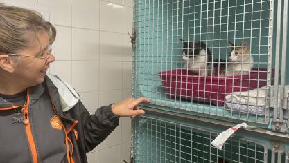 La SPA de Saint-Omer ouvre ses portes les 4 et 5 octobre.