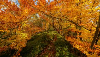 L’automne météorologique commence dès ce lundi 1er septembre 2025