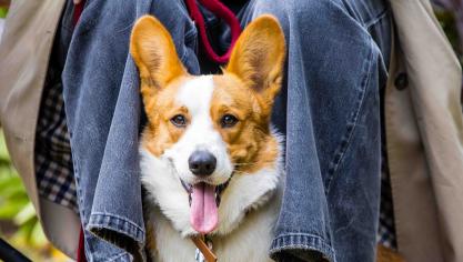 Pour ou contre le fichage des chiens ?