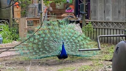 Belle rencontre lors de la visite, ce paon en pleine parade nuptiale.